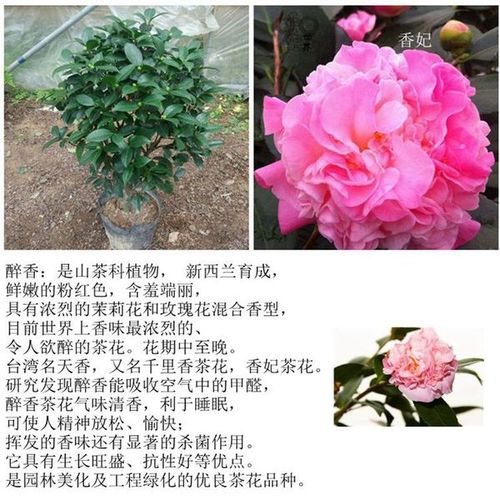 醉香茶花烈香妃茶花千里香茶花盆栽绿植四季山茶花品种阳台带香味