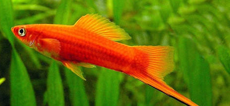 如何正确养红箭鱼