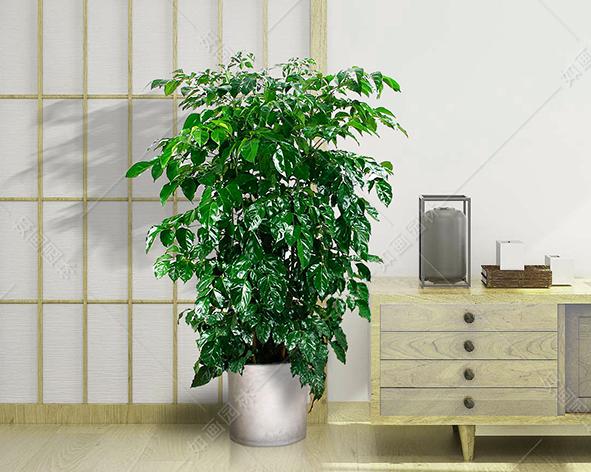 【产品说明】 品名:绿宝 植物规格:1.