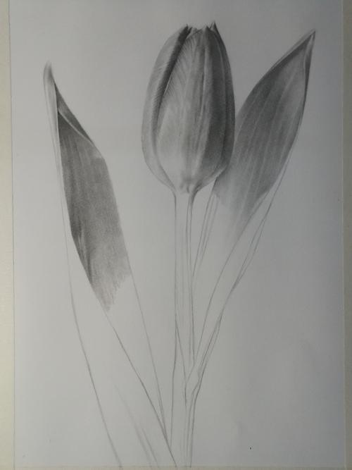 素描中的郁金香