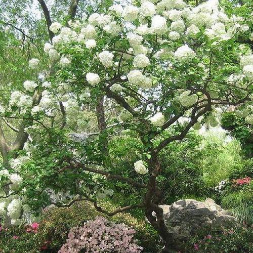 【恒隆园林】绣球花 八仙花 木绣球 八仙绣球花 大绣球花