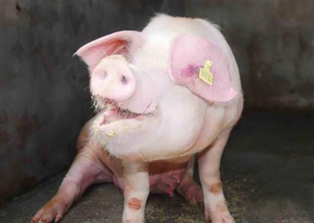 猪感染了圆环病毒有什么症状?看不出来症状的,才最危险