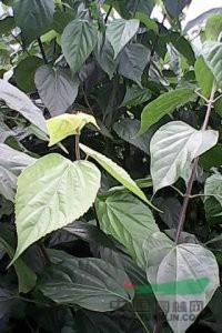 供应湖北利川产绿化用灌木神豆腐树(斑鸠叶)神豆腐树苗臭黄金