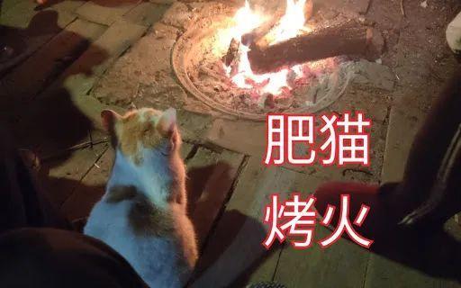 年度大戏烤火的猫咪正在热映,头上冒烟,胡须烤卷……哈哈哈我怎么这么