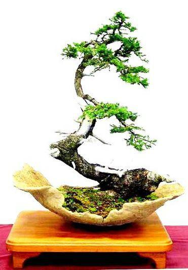 美丽的盆景(五)