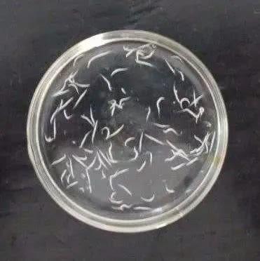 指甲,驱虫,蛔虫