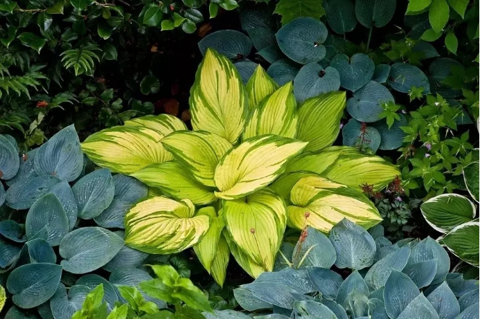 在玉簪的品种中有很多巨型的玉簪,比如在国内就有巨无霸sum and