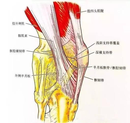 这些结构的损伤导致后外侧旋转不稳定.