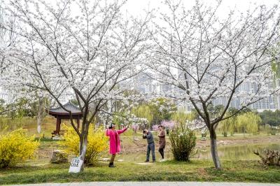 武汉堤角公园风景如画 400余株樱花悄然怒放(图)