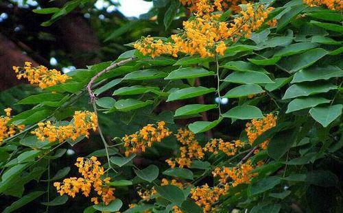 小叶紫檀,小叶紫檀盆景怎么养