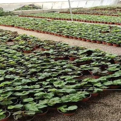 夫妻海棠花大花四季 重瓣大花 小苗发货 盆栽花卉q 美观 球根海