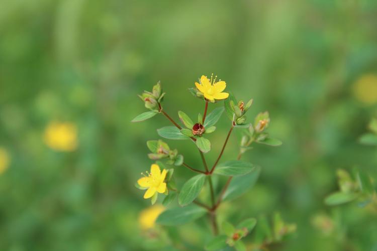 庆元植物1343-藤黄科-金丝桃属-扬子小连翘