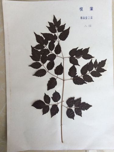 植物标本:复叶