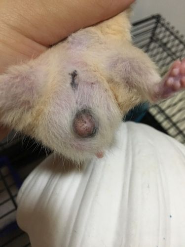 金丝熊肛门位置怎么了?突然间变成这样了 变成一颗肉瘤一样了