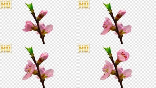 桃花绽放过程-alpha通道