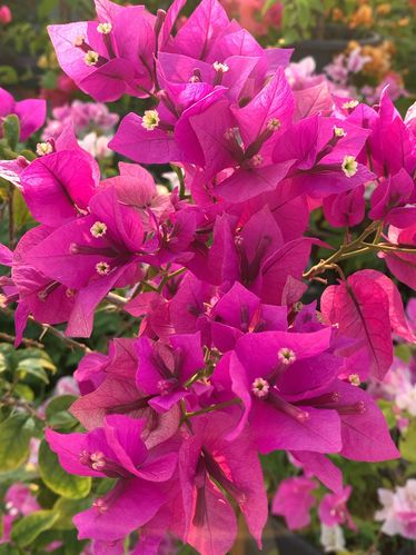 三角梅的养护方法_三角梅_三角梅开花_家居家装_家居装饰_花艺