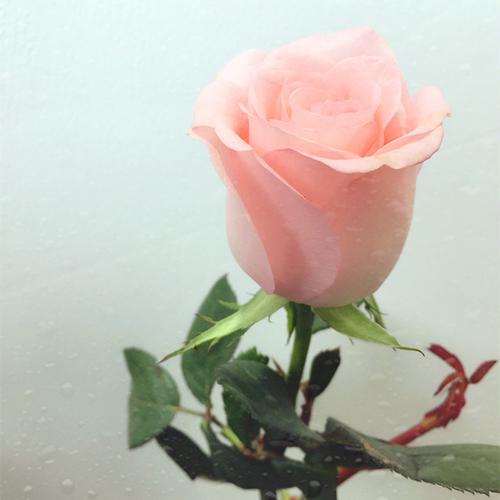 玫瑰鲜花同城1朵