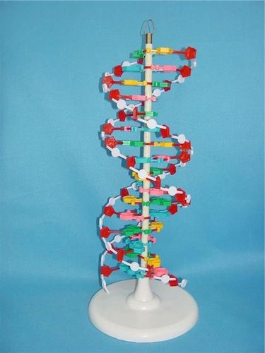 "dna分子的结构"一节教学设计及反思(组图)