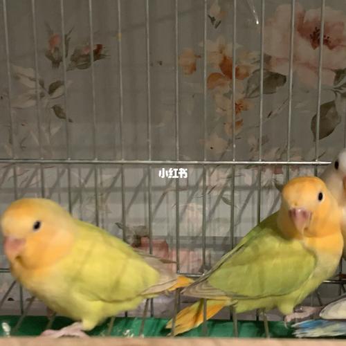 分享几只自留的金头澳桂闪._华润橡树湾1期自由行热门