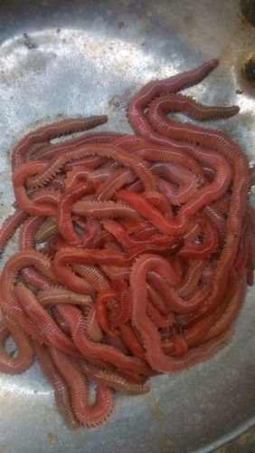 [鱼饵批发]海蚯蚓价格32.00元/斤 - 一亩田