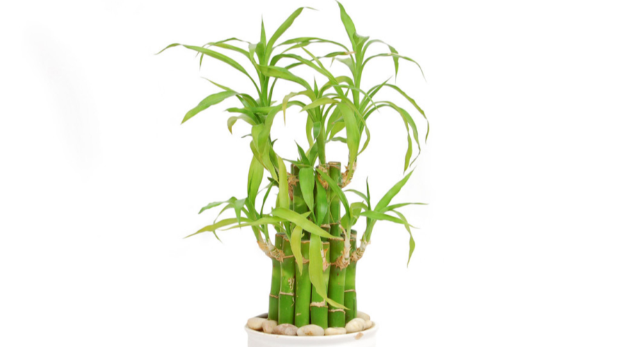 文昌竹和富贵竹一样吗