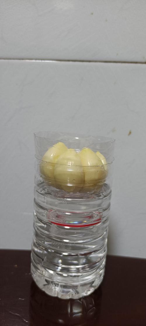 梦露的水培大蒜