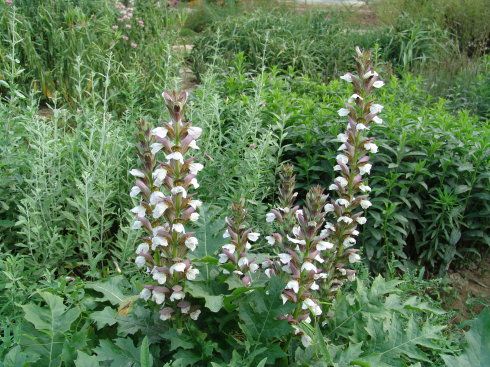 茛菪花是什么样的花