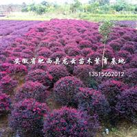 红花继木球 红叶石楠球 海桐球 大叶黄杨球