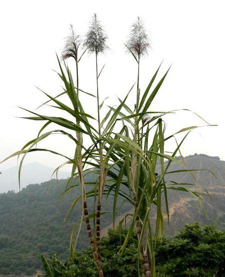 甘蔗会开花吗