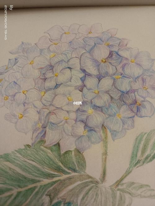 无尽夏绣球～彩铅画_彩铅画_学习_绣球花_水彩画_铅笔