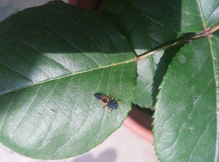 这是在月季花叶子上面发现的,怪吓人的,不知道是什么虫子?