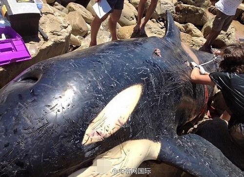 一条被人类害死的鲸鱼(组图)