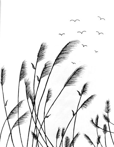 临摹手绘-芦苇_临摹_手绘_针管笔_手绘临摹_文化_绘画