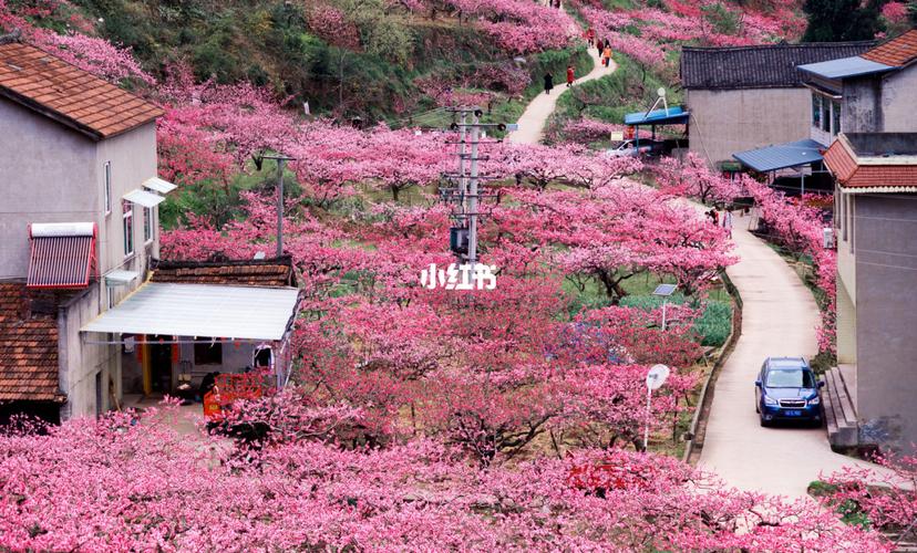 龙泉山桃花→天池_桃花_出行_人文风光展示