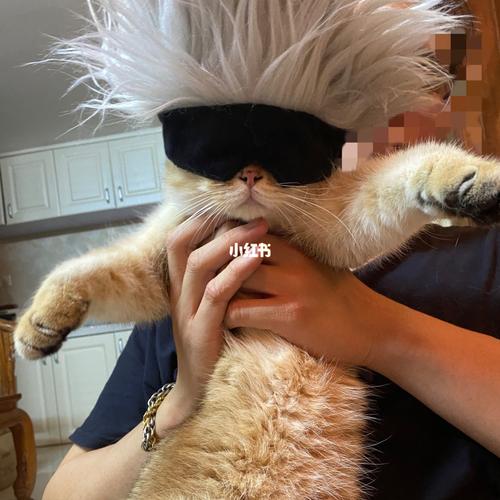 五条悟老师今天也很帅_五条悟_咒术回战_宠物_猫