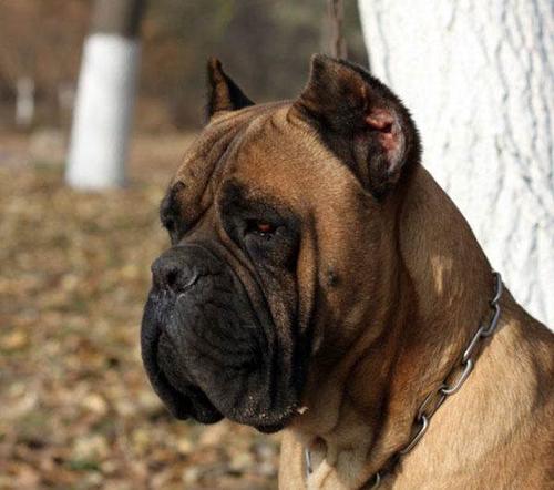 双血统黄色铁面卡斯罗幼犬出售