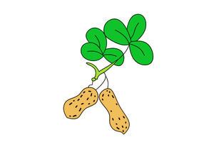 花生米简笔画图片大全