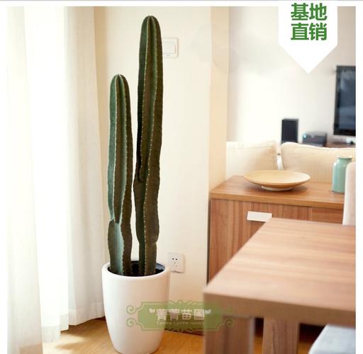 量天尺盆栽仙人掌仙人柱吸甲醛防辐射北欧风植物擎天柱