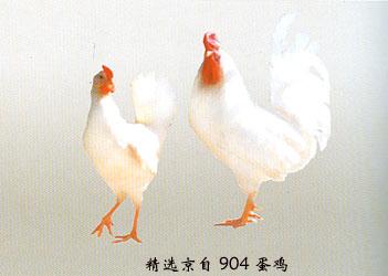 京白-蛋鸡