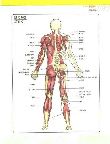 求:人体肌肉分布图 高清带文字
