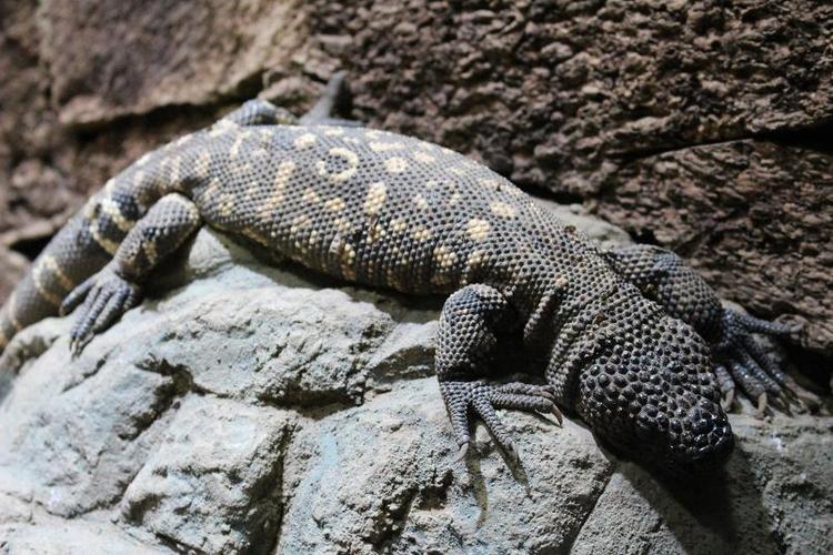 正如它的名字一样,这种蜥蜴身上有毒.