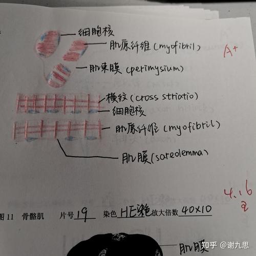 骨骼肌