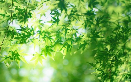 绿色枫叶清爽护眼风景桌面壁纸