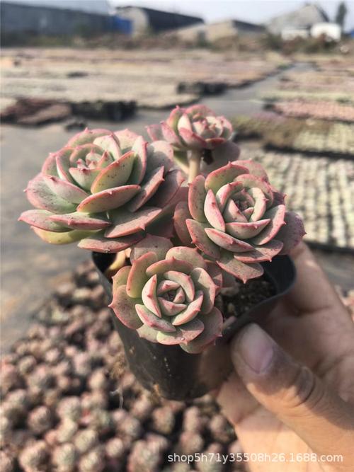 738多肉植物大棚批发露养 克罗地亚群2-4头 品相好裸根发多肉品种