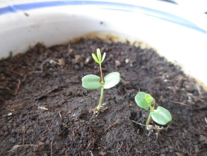 【种子】可爱的含羞草 - acfun弹幕视频网 - 认真你就