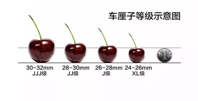 双j大果 人工采摘这也是为什么,智利进口车厘子的价格高昂的原因.