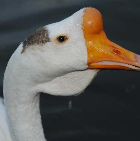 广德皖西种鹅苗收费情况 白鹅养殖基地