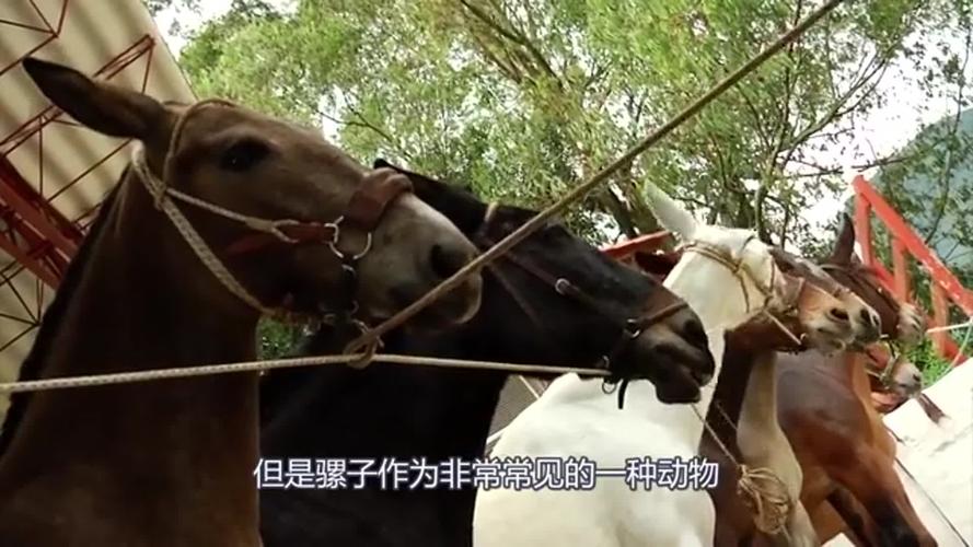 母骡子明明能怀孕,为啥生不下小骡子?这事问问马就知道了!