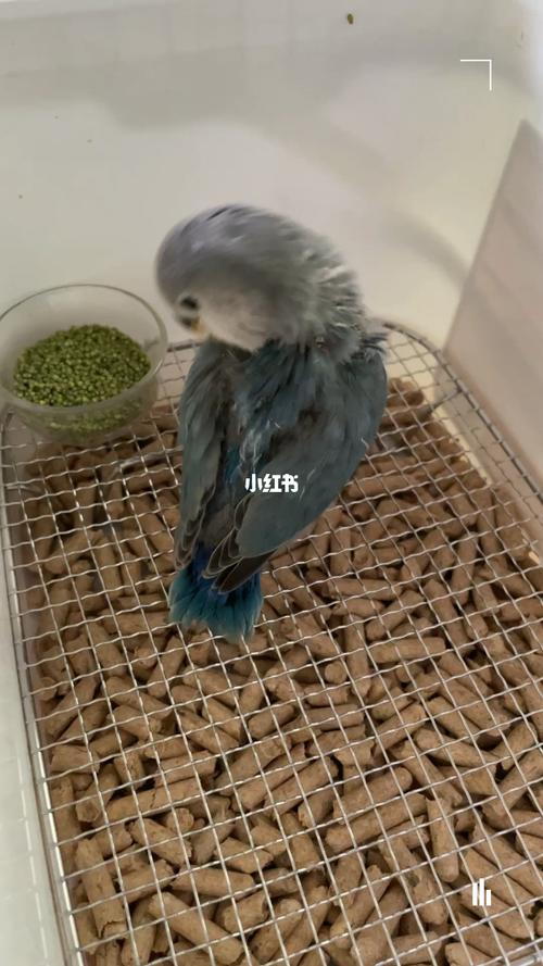 蓝银_鹦鹉_牡丹_手养牡丹鹦鹉_宠物_宠物其他