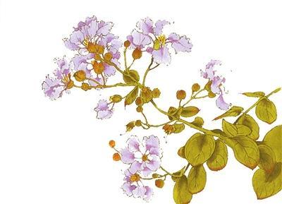 紫薇花简笔画图片